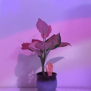 欧美国产精品久久
