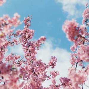 美国午夜免费三节黄色片
